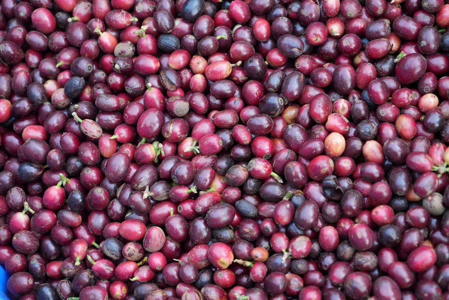 Close-up of coffee beans