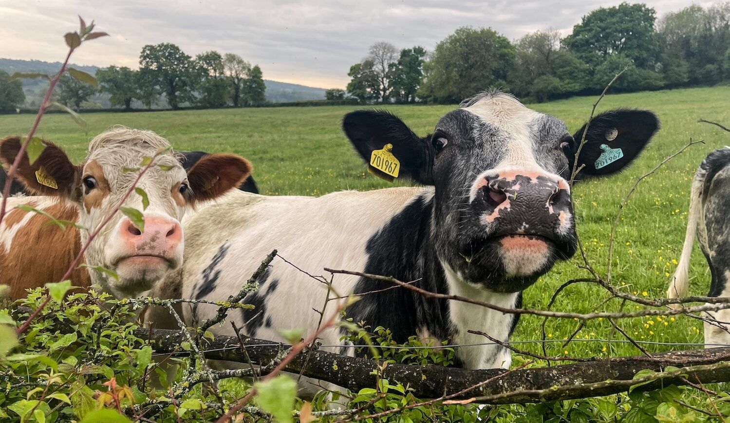 Cows gather besides a hedge in a greenfield, with a blue sky behind them; two cows are in the foreground looking at camera