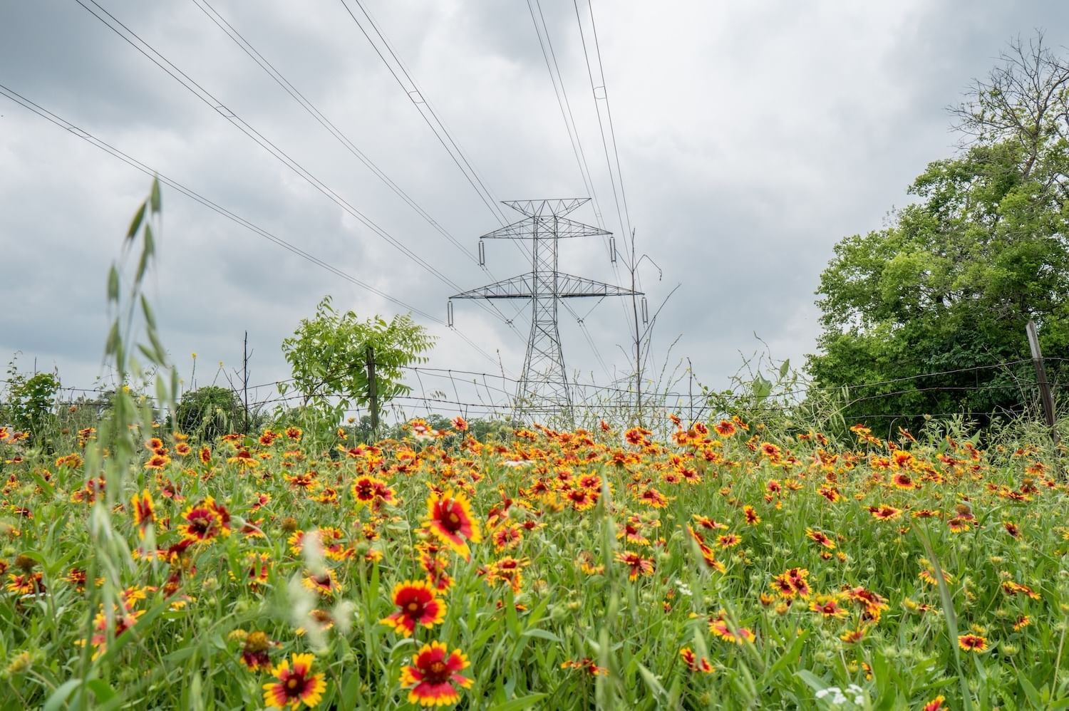 A field of red, orange, and yellow blooms beneath transmission lines