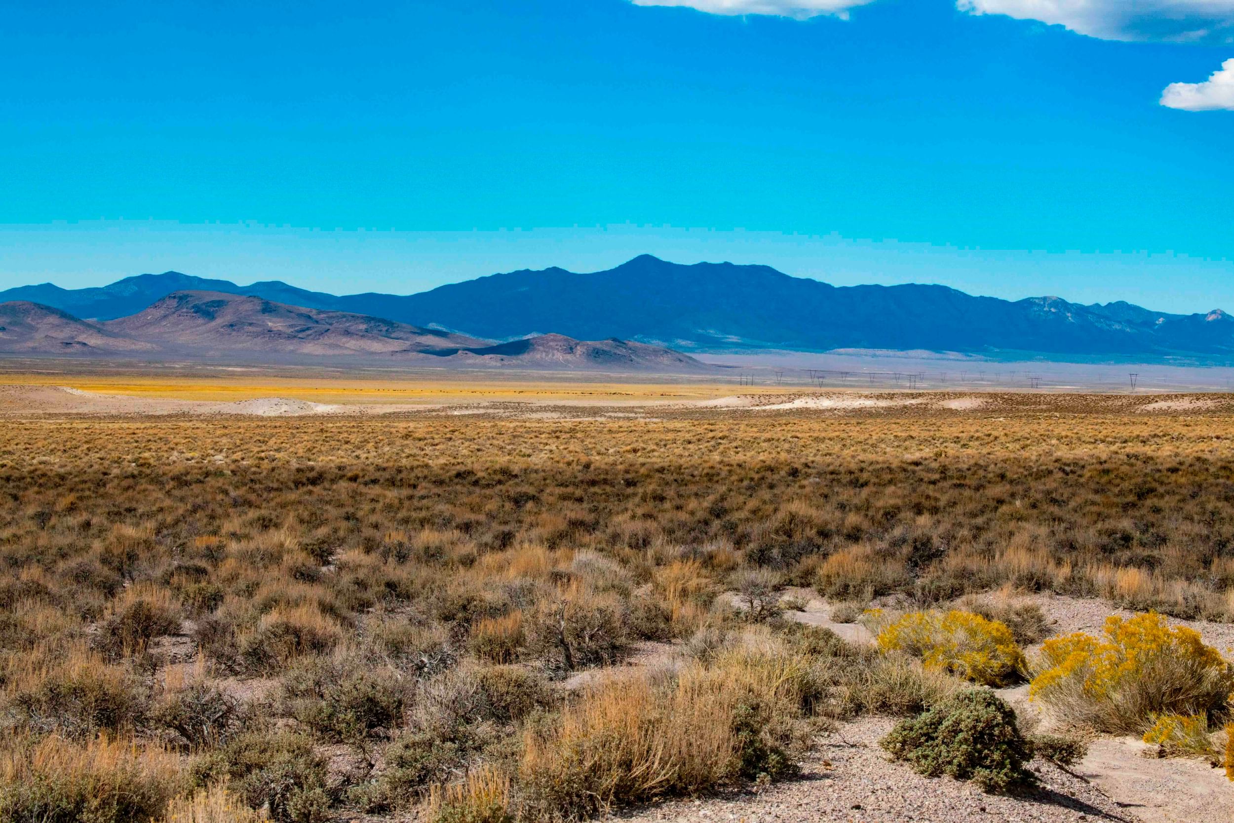 striking desert landscape with plants in foreground and mountains in background