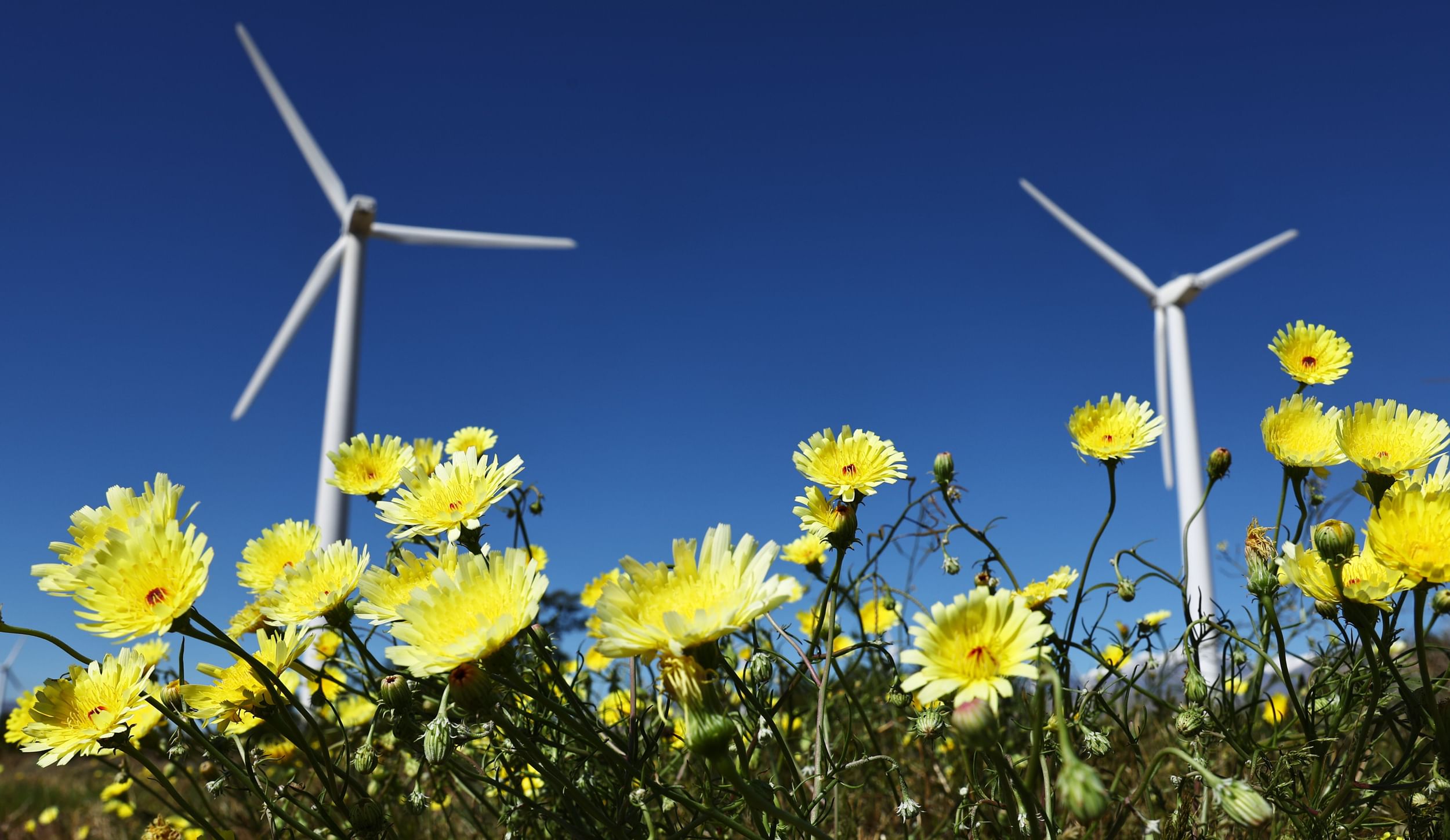 A field of yellow flowers shot from below, with two wind turbines turning above
