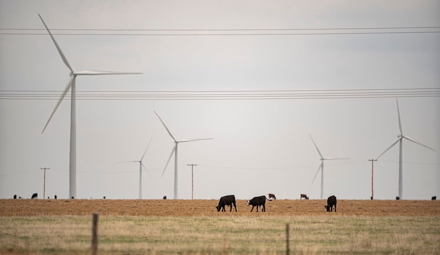 Cows in a field with wind turbines on an overcast day