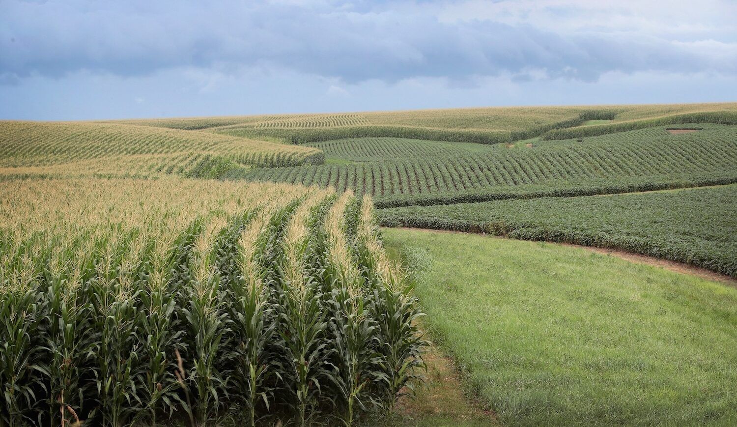 Field with corn and soybeans