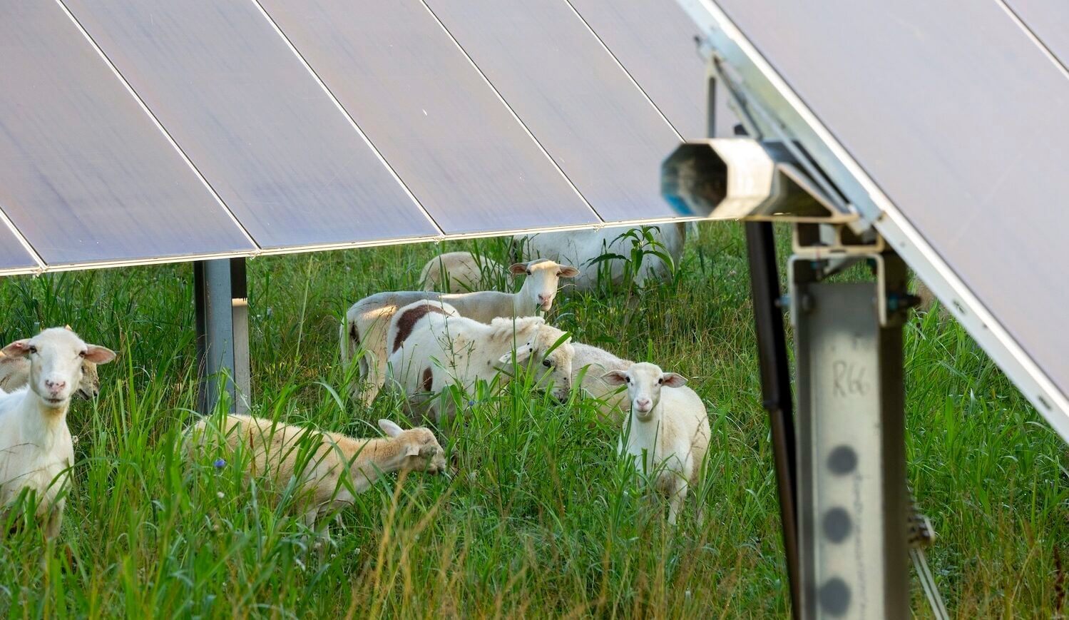 Sheep under solar panels