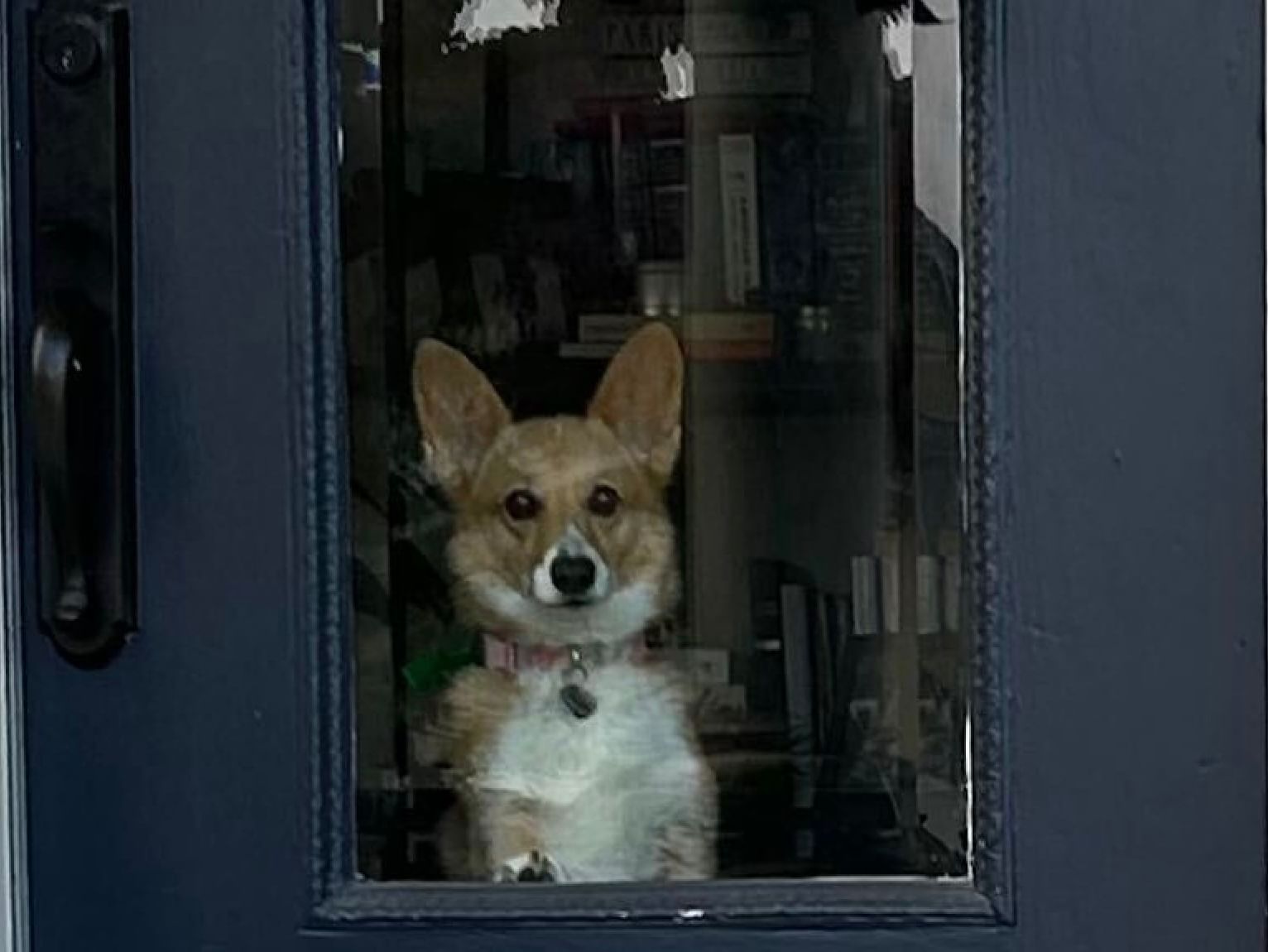 Corgi looking out a door window