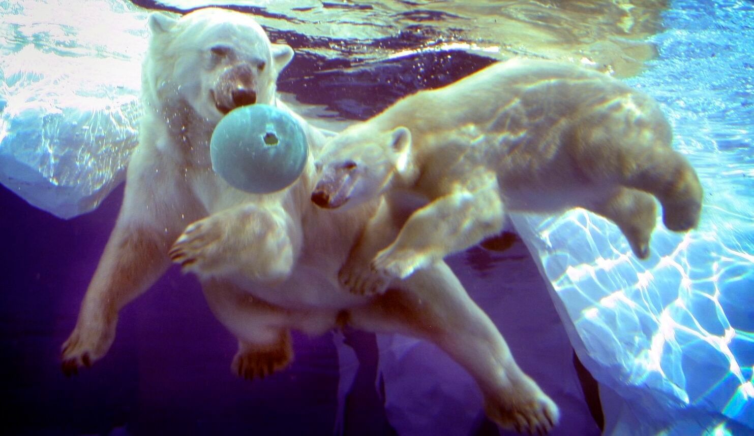 Two polar bears underwater with a light-blue ball
