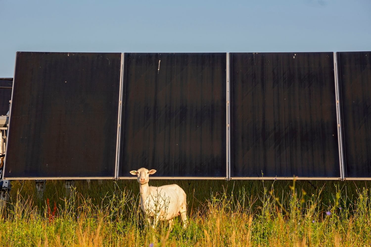 A sheep stands in tall grass in front of solar panels