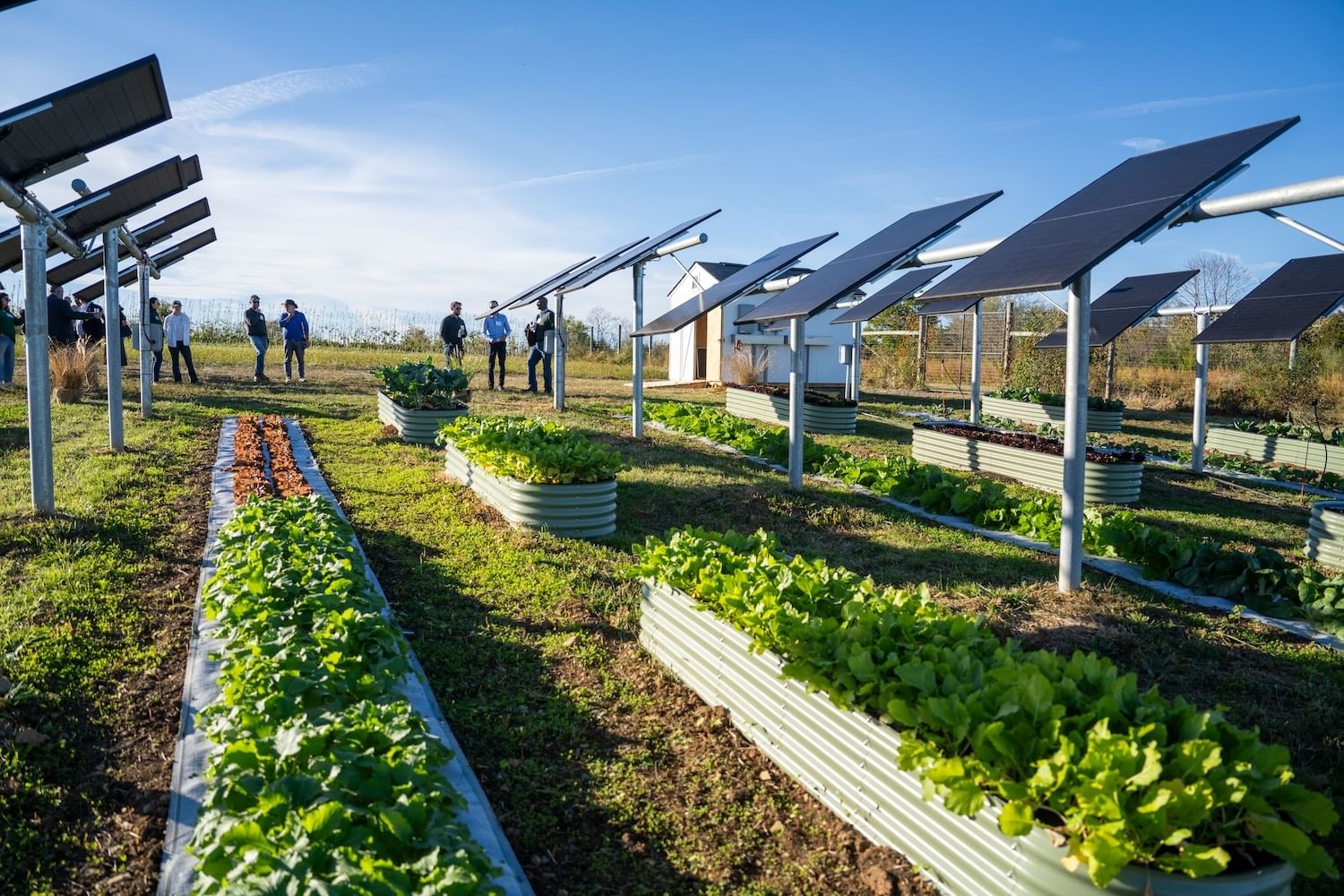 Rows of solar panels in a field with raised beds of crops (lettuce, etc.) in beween them, with some people walking past