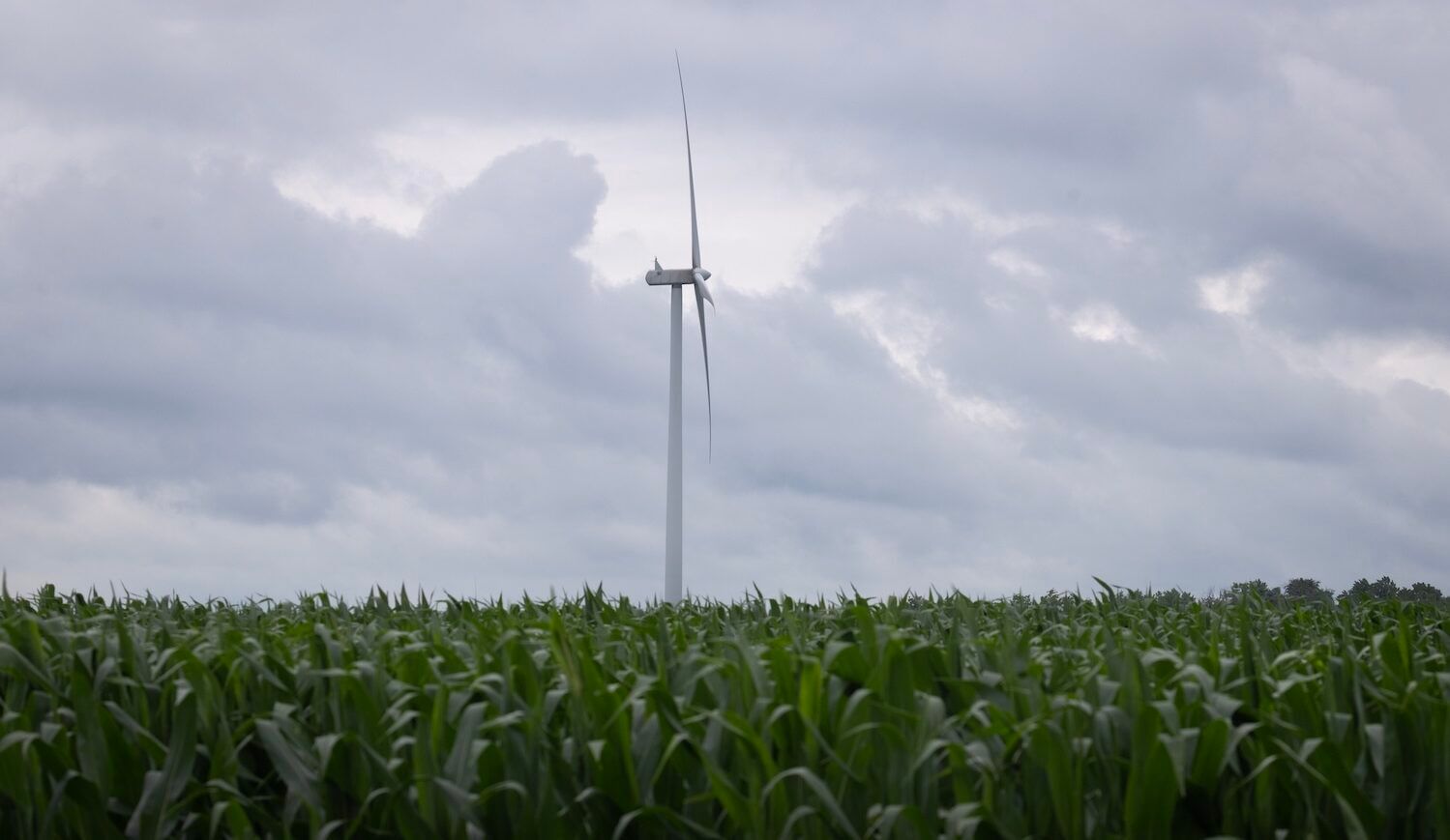 Wind turbine in a cornfield under a cloudy sky