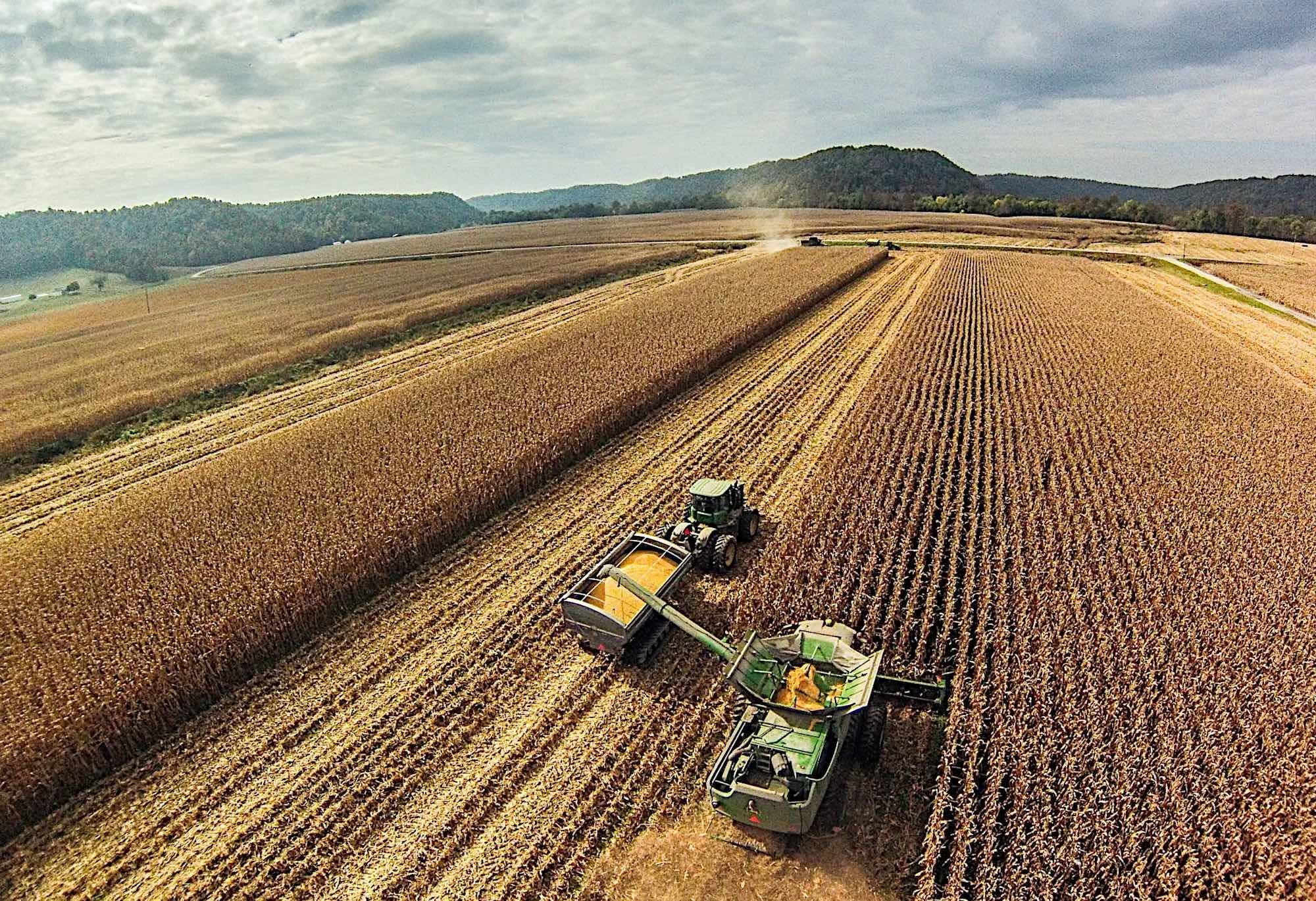 A tractor harvests grain in a field