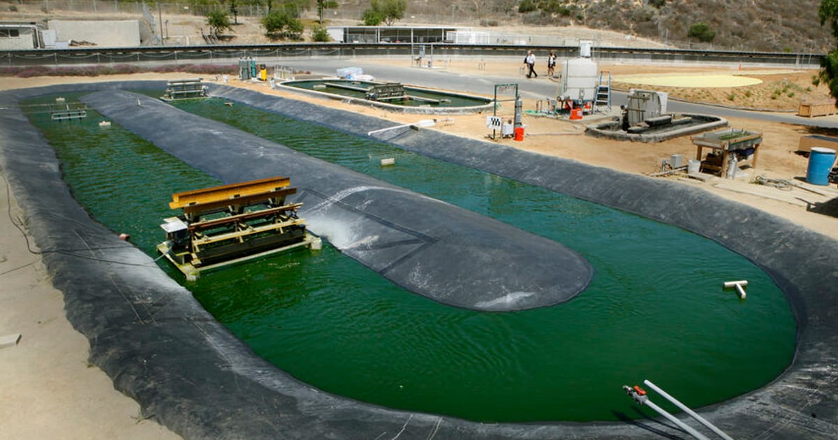 Algae Biofuel Farm Pembroke Dock Seaweed Farm To Study Algae As